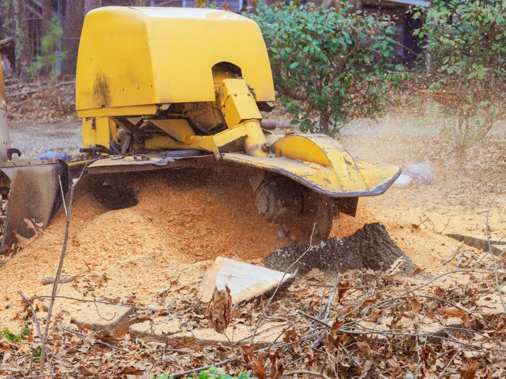 Tree stump grinding process in a wooded area during autumn with wood chips scattered around