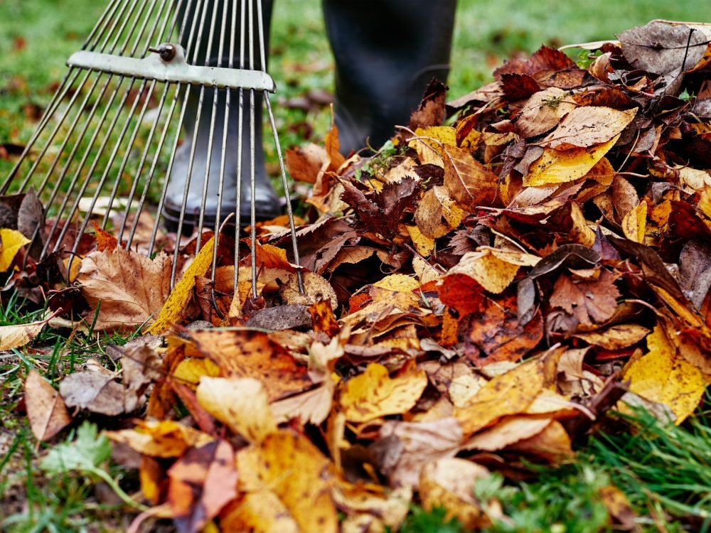 Woman raking pile of fall leaves at garden with rake